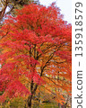 日本秋天的紅葉真美。 135918579