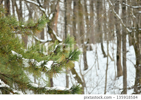 白雪皚皚的森林與常綠松樹 135918584