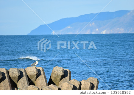 藍天下，海鷗在沙灘上飛翔，防波堤聳立。 135918592