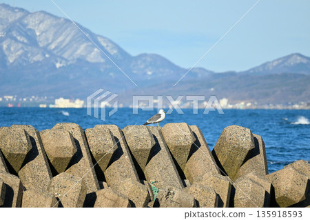 海鷗棲息在海邊防波堤上，遠方是白雪皚皚的山峰。 135918593