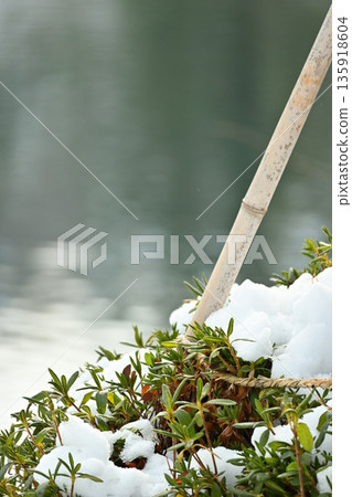 積雪覆蓋的竹竿和常綠樹葉 135918604