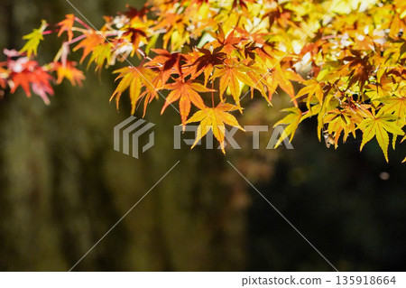 北野天滿宮的秋楓樹在燈光的襯托下閃閃發光 135918664