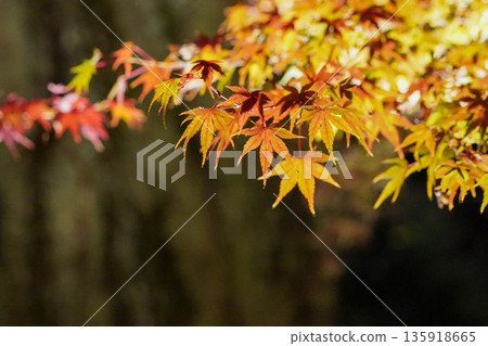 北野天滿宮的秋楓樹在燈光的襯托下閃閃發光 135918665