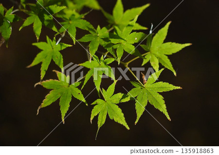 Kitano Tenman-gu's blue maple Kitano Tenman-gu's blue maple 135918863