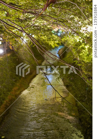 北野天滿宮的秋葉花園燈光璀璨,美輪美奐。 北野天滿宮的秋葉花園燈光璀璨,美輪美奐。 135918864