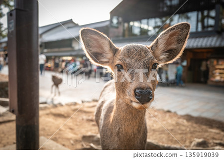 [Autumn] Deer in Nara Park 135919039
