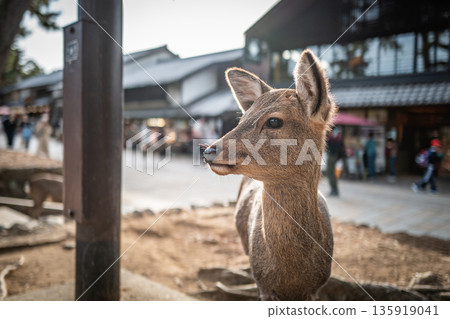 【秋天】奈良公園的鹿 135919041