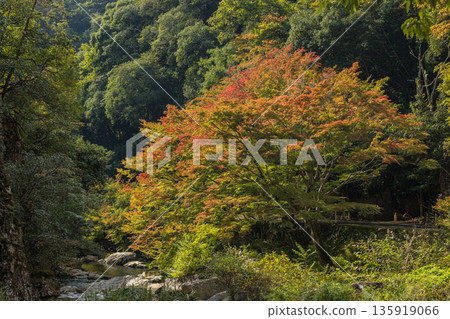 Autumn foliage at Gokei River, located upstream of the Makitani River, a tributary of the Takahashi River, Soja City, Okayama Prefecture, Japan Autumn foliage at Gokei River, located upstream of the Makitani River, a tributary of the Takahashi River, Soja City, Okayama Prefecture, Japan 135919066