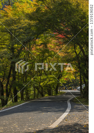 Autumn foliage at Gokei River, located upstream of the Makitani River, a tributary of the Takahashi River, Soja City, Okayama Prefecture, Japan Autumn foliage at Gokei River, located upstream of the Makitani River, a tributary of the Takahashi River, Soja City, Okayama Prefecture, Japan 135919082