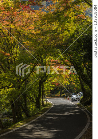 日本岡山縣總社市高橋川支流牧谷河上游五景川的秋葉 日本岡山縣總社市高橋川支流牧谷河上游五景川的秋葉 135919084