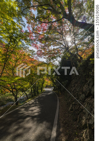 日本岡山縣總社市高橋川支流牧谷河上游五景川的秋葉 135919086