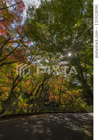 日本岡山縣總社市高橋川支流牧谷河上游五景川的秋葉 日本岡山縣總社市高橋川支流牧谷河上游五景川的秋葉 135919090