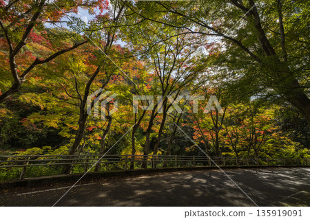 日本岡山縣總社市高橋川支流牧谷河上游五景川的秋葉 135919091