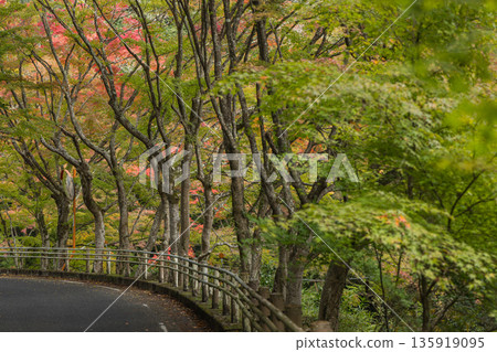 日本岡山縣總社市高橋川支流牧谷河上游五景川的秋葉 135919095