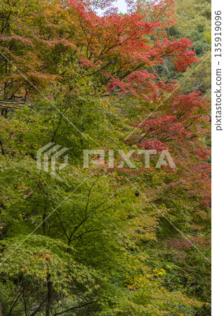 日本岡山縣總社市高橋川支流牧谷河上游五景川的秋葉 135919096