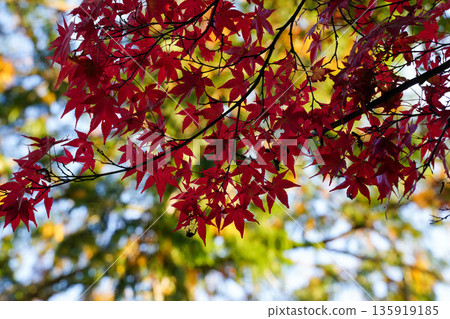 京都高尾神功寺內的秋楓葉 135919185