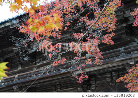 京都高尾神功寺內的秋楓葉 135919208