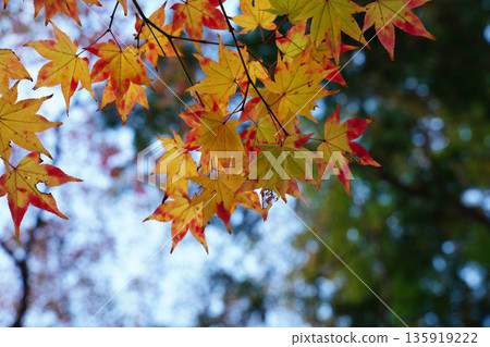 Autumn maple leaves in the grounds of Takao Jingoji Temple, Kyoto Autumn maple leaves in the grounds of Takao Jingoji Temple, Kyoto 135919222