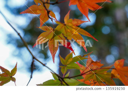 京都高尾神功寺內的秋楓葉 135919230