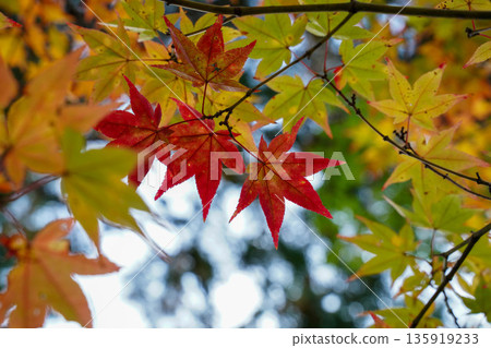 京都高尾神功寺內的秋楓葉 135919233
