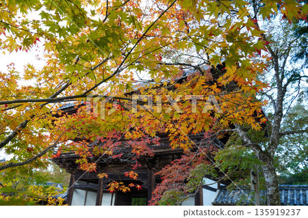 京都高尾神功寺內的秋楓葉 135919237