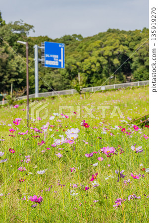 Cosmos scenery at Mitsukawa Yumenooka Park in Fukuroi City (Shizuoka Prefecture) Cosmos scenery at Mitsukawa Yumenooka Park in Fukuroi City (Shizuoka Prefecture) 135919270