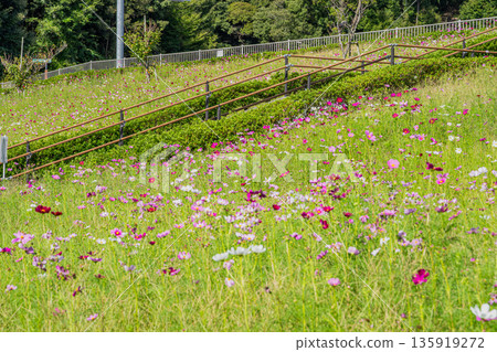 袋井市（靜岡縣）三川夢之岡公園的波斯菊風景 135919272