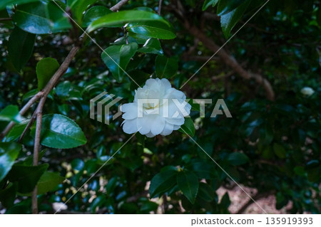 White camellia flowers in the grounds of Takao Jingo-ji Temple, Kyoto White camellia flowers in the grounds of Takao Jingo-ji Temple, Kyoto 135919393