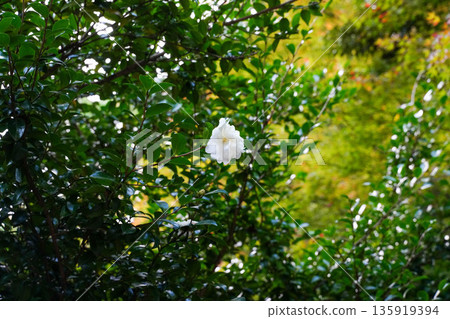 White camellia flowers in the grounds of Takao Jingo-ji Temple, Kyoto 135919394