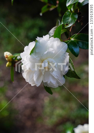 White camellia flowers in the grounds of Takao Jingo-ji Temple, Kyoto White camellia flowers in the grounds of Takao Jingo-ji Temple, Kyoto 135919395