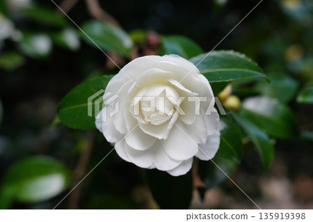 京都高尾神功寺院內的白色山茶花 135919398