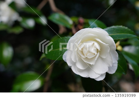 White camellia flowers in the grounds of Takao Jingo-ji Temple, Kyoto White camellia flowers in the grounds of Takao Jingo-ji Temple, Kyoto 135919399