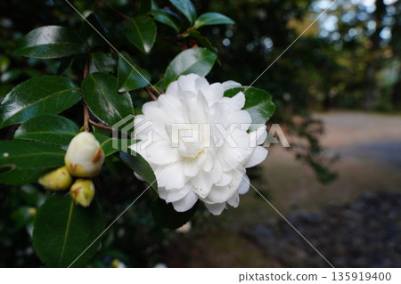 京都高尾神功寺院內的白色山茶花 135919400