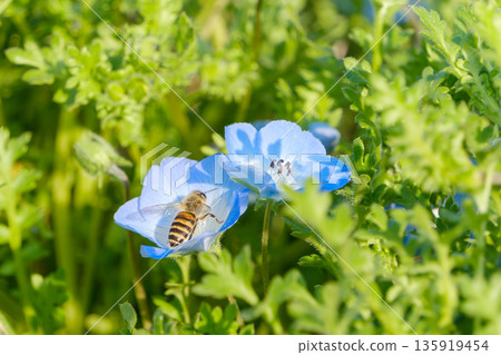 粉蝶花和蜜蜂採集花蜜 135919454