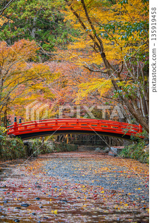 靜岡縣遠富國一宮市小國神社的秋葉 靜岡縣遠富國一宮市小國神社的秋葉 135919458