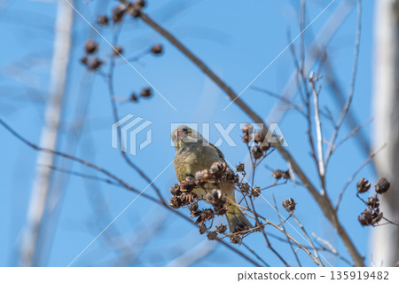 Eurasian greenfinches gather around the fruit on dead branches 135919482