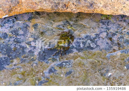 生活在潮間帶水窪裡、岩石陰涼處的岩蟹 生活在潮間帶水窪裡、岩石陰涼處的岩蟹 135919486