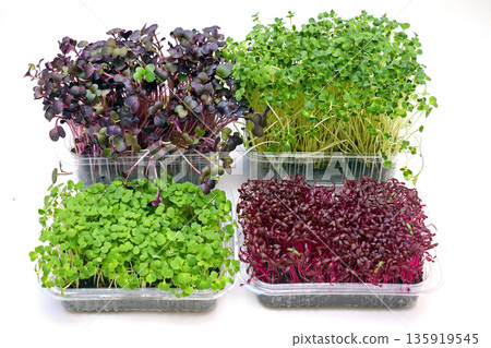 Microgreens herbs on white 135919545