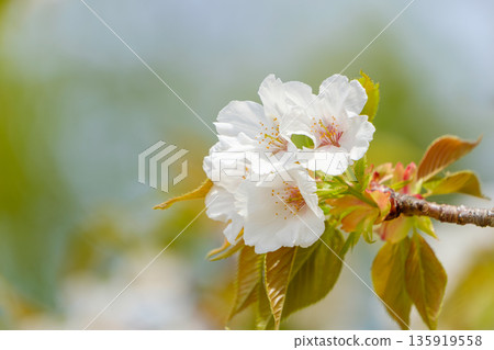 春日的陽光下，白色的櫻花和嫩綠的葉子競相綻放。 135919558