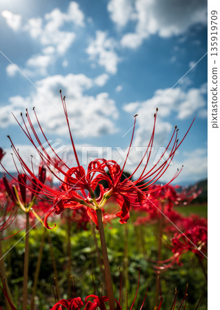 [Autumn] Red spider lilies shining against the blue sky [Hoshitani, Katsuura-cho, Katsuura-gun, Tokushima Prefecture] 135919709