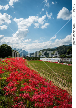 [Autumn] Clusters of red spider lilies [Hoshitani, Katsuura-cho, Katsuura-gun, Tokushima Prefecture] 135919717