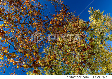 A tree with leaves that are yellow and brown A tree with leaves that are yellow and brown 135919746