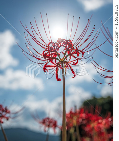 [Autumn] Red spider lilies shining against the blue sky [Hoshitani, Katsuura-cho, Katsuura-gun, Tokushima Prefecture] 135919815