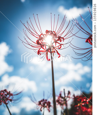 [Autumn] Red spider lilies shining against the blue sky [Hoshitani, Katsuura-cho, Katsuura-gun, Tokushima Prefecture] 135919816