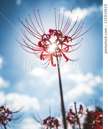 [Autumn] Red spider lilies shining against the blue sky [Hoshitani, Katsuura-cho, Katsuura-gun, Tokushima Prefecture] 135919819