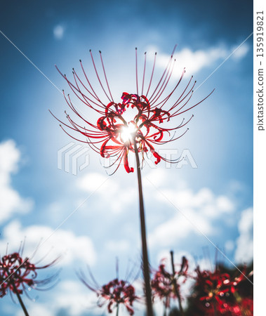 [Autumn] Red spider lilies shining against the blue sky [Hoshitani, Katsuura-cho, Katsuura-gun, Tokushima Prefecture] 135919821