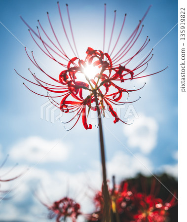 [Autumn] Red spider lilies shining against the blue sky [Hoshitani, Katsuura-cho, Katsuura-gun, Tokushima Prefecture] 135919822