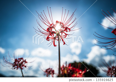 [Autumn] Red spider lilies shining against the blue sky [Hoshitani, Katsuura-cho, Katsuura-gun, Tokushima Prefecture] 135919825