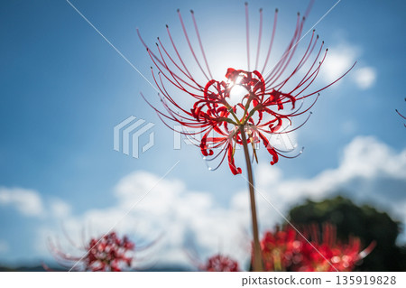 [Autumn] Red spider lilies shining against the blue sky [Hoshitani, Katsuura-cho, Katsuura-gun, Tokushima Prefecture] 135919828