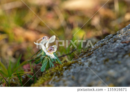 早春陽光下，野生節分草盛開 135919871